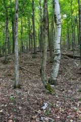 Gault Nature Reserve, Mount St. Hilaire, Quebec