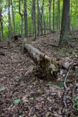 Gault Nature Reserve, Mount St. Hilaire, Quebec