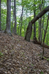 Gault Nature Reserve, Mount St. Hilaire, Quebec