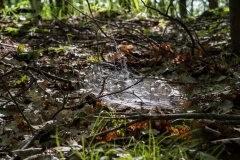 Gault Nature Reserve, Mount St. Hilaire, Quebec