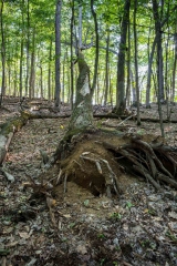 Gault Nature Reserve, Mount St. Hilaire, Quebec