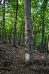 Gault Nature Reserve, Mount St. Hilaire, Quebec