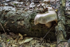 Gault Nature Reserve, Mount St. Hilaire, Quebec