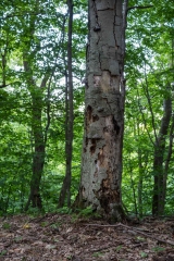 Gault Nature Reserve, Mount St. Hilaire, Quebec