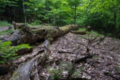 Gault Nature Reserve, Mount St. Hilaire, Quebec