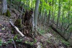 Gault Nature Reserve, Mount St. Hilaire, Quebec