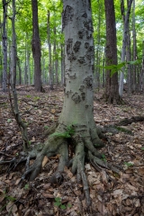 Gault Nature Reserve, Mount St. Hilaire, Quebec