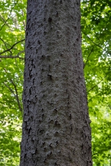 Gault Nature Reserve, Mount St. Hilaire, Quebec