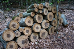 Gault Nature Reserve, Mount St. Hilaire, Quebec