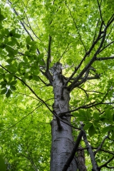 Gault Nature Reserve, Mount St. Hilaire, Quebec