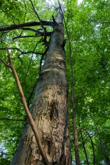 Gault Nature Reserve, Mount St. Hilaire, Quebec