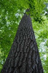 Gault Nature Reserve, Mount St. Hilaire, Quebec
