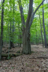 Gault Nature Reserve, Mount St. Hilaire, Quebec