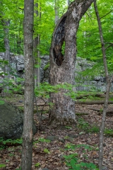 Gault Nature Reserve, Mount St. Hilaire, Quebec