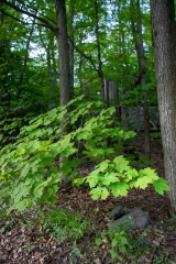 Gault Nature Reserve, Mount St. Hilaire, Quebec