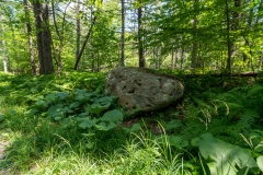Beckett Ancient Forest, Sherbrooke, Que.