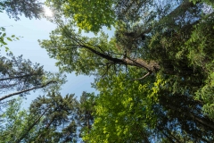 Beckett Ancient Forest, Sherbrooke, Que.