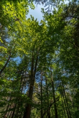 Beckett Ancient Forest, Sherbrooke, Que.