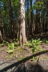 Beckett Ancient Forest, Sherbrooke, Que.