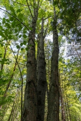Beckett Ancient Forest, Sherbrooke, Que.