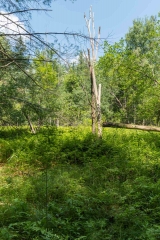 Beckett Ancient Forest, Sherbrooke, Que.