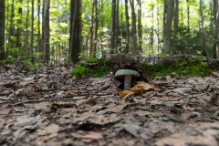 Beckett Ancient Forest, Sherbrooke, Que.