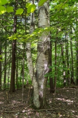 Beckett Ancient Forest, Sherbrooke, Que.