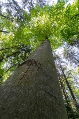 Beckett Ancient Forest, Sherbrooke, Que.
