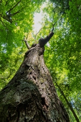 Beckett Ancient Forest, Sherbrooke, Que.