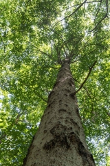 Beckett Ancient Forest, Sherbrooke, Que.