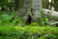Beckett Ancient Forest, Sherbrooke, Que.