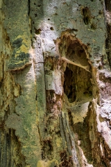 Beckett Ancient Forest, Sherbrooke, Que.