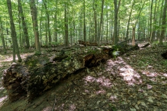 Beckett Ancient Forest, Sherbrooke, Que.