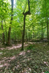 Beckett Ancient Forest, Sherbrooke, Que.