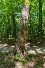 Beckett Ancient Forest, Sherbrooke, Que.