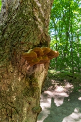Beckett Ancient Forest, Sherbrooke, Que.
