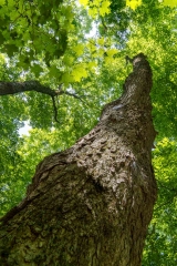Beckett Ancient Forest, Sherbrooke, Que.