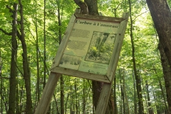 Beckett Ancient Forest, Sherbrooke, Que.