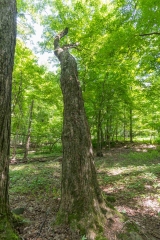 Beckett Ancient Forest, Sherbrooke, Que.