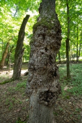 Beckett Ancient Forest, Sherbrooke, Que.