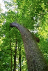 Beckett Ancient Forest, Sherbrooke, Que.