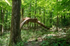 Beckett Ancient Forest, Sherbrooke, Que.