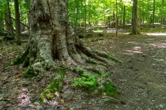 Beckett Ancient Forest, Sherbrooke, Que.