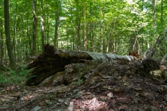 Beckett Ancient Forest, Sherbrooke, Que.