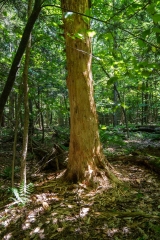 Beckett Ancient Forest, Sherbrooke, Que.