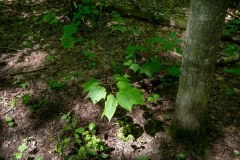 Beckett Ancient Forest, Sherbrooke, Que.
