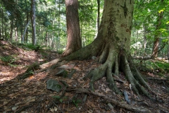 Beckett Ancient Forest, Sherbrooke, Que.