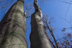 SpringwaterConservation, Nov. 15, 2014