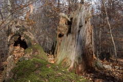 SpringwaterConservation, Nov. 15, 2014
