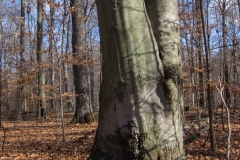 SpringwaterConservation, Nov. 15, 2014